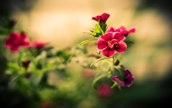 Mong ước thầy cô